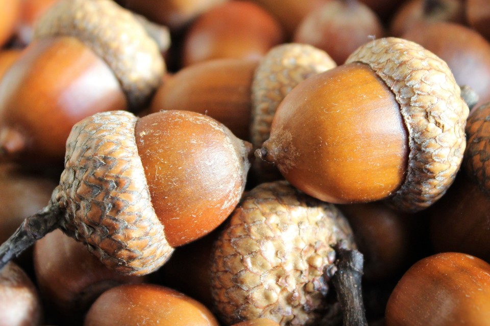 acorns