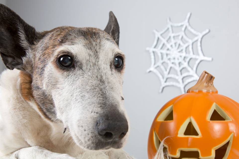 Halloween dog