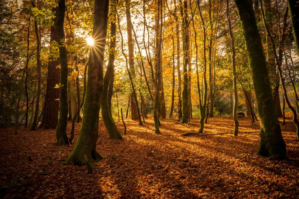 New Forest trees in the autumn