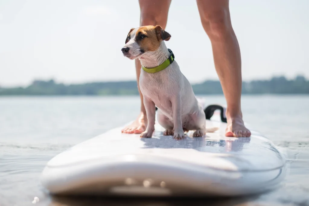 Summer paddle boarding with a dog