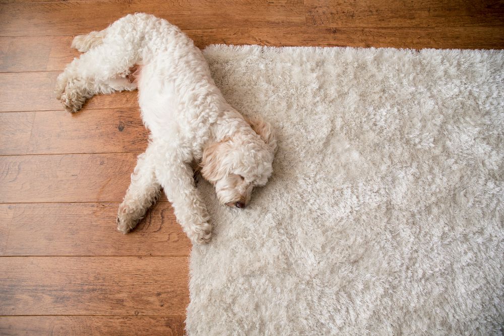 relaxed dog