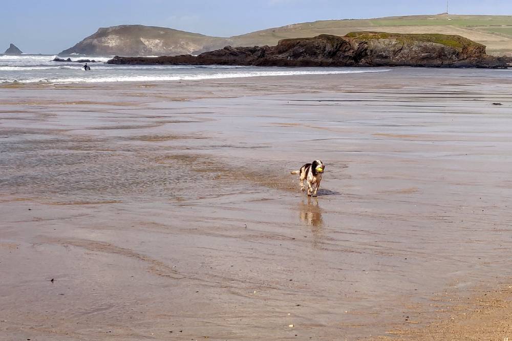 Constantine Bay dog and trevose head cornwall