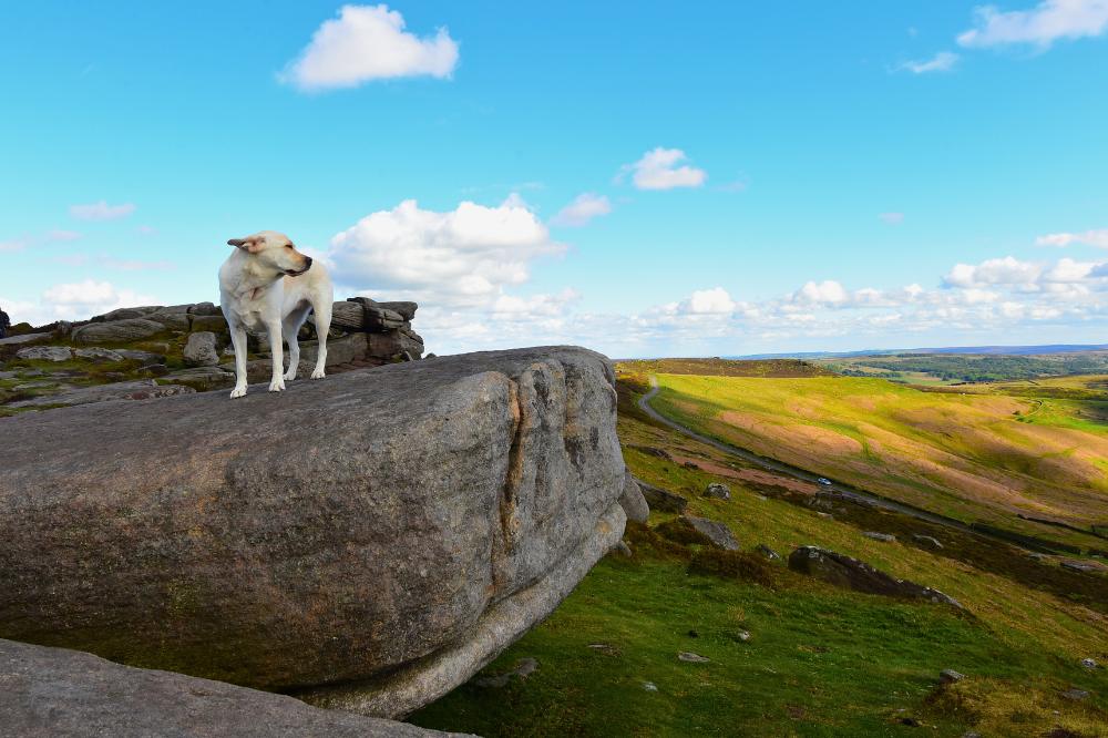 Peak district dog