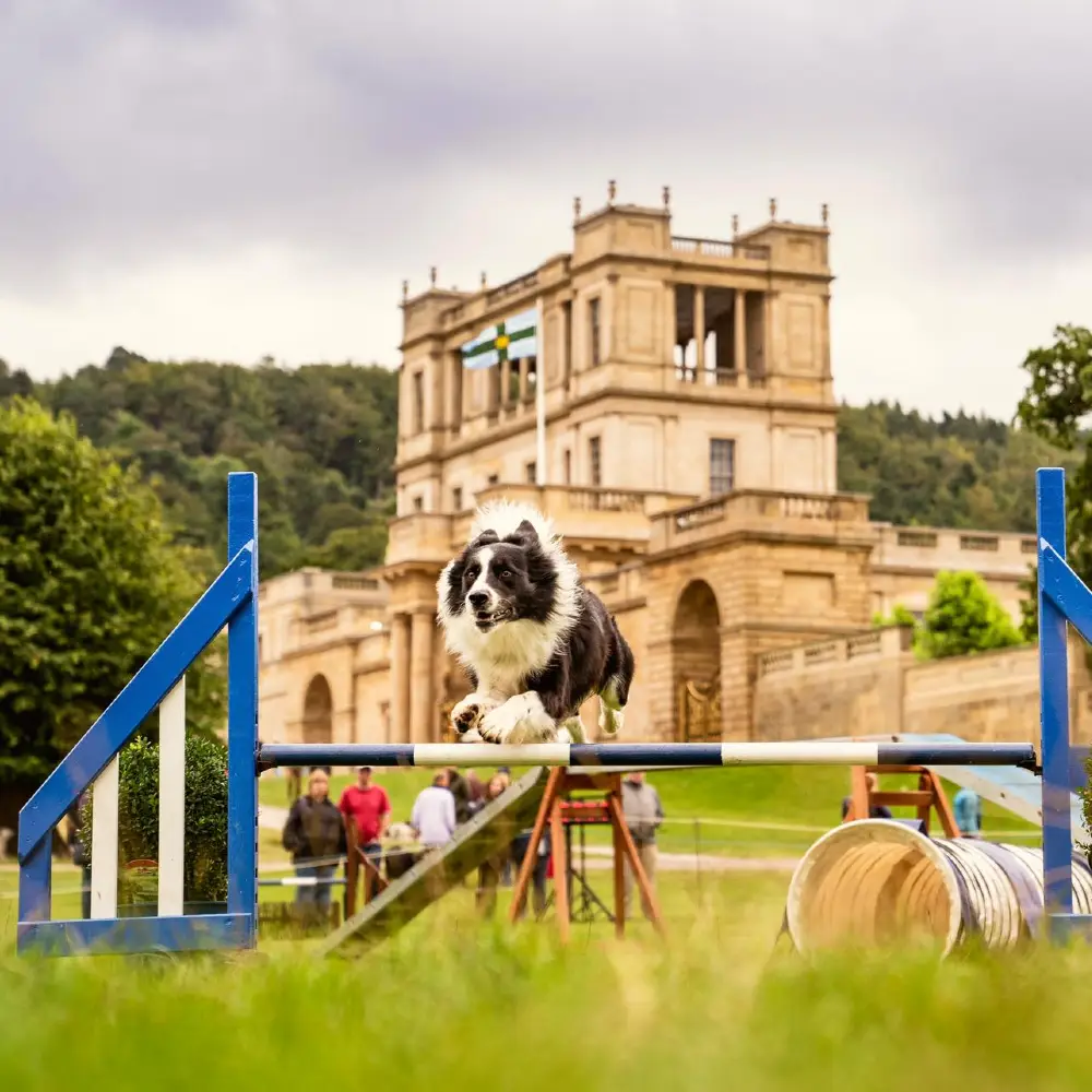 Dog at Chatsworth House