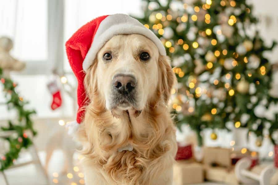 Dog with Santa hat by a Christmas tree