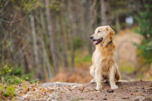 Read more about the article How to Book The Best Value Dog Friendly Holiday 