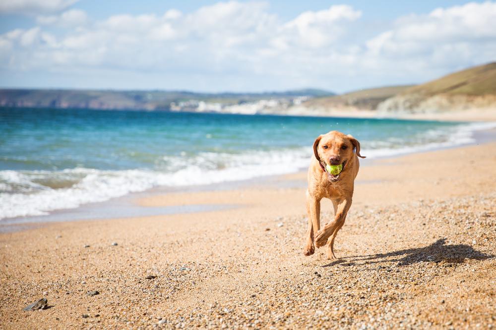 running beach dog