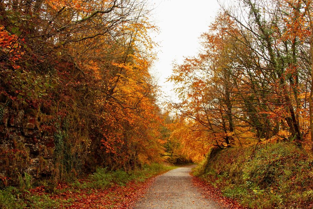 monsal trail autumn