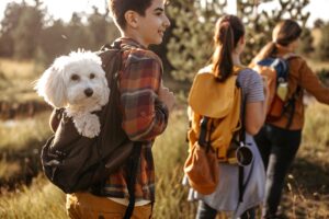 Read more about the article How to Get the Best Dog Friendly Accommodation for the School Holidays