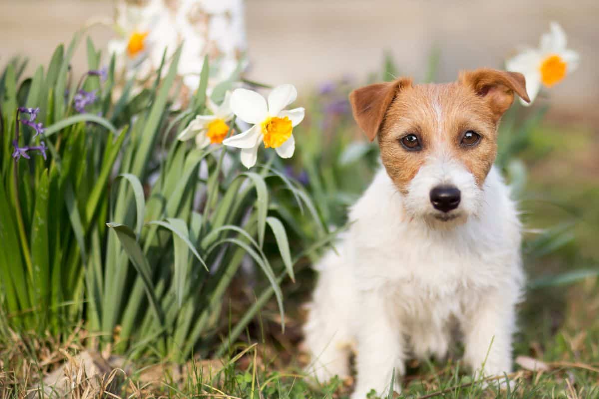 Read more about the article Your Dog Friendly Year Planner for Seasonal Adventures With Your Pup