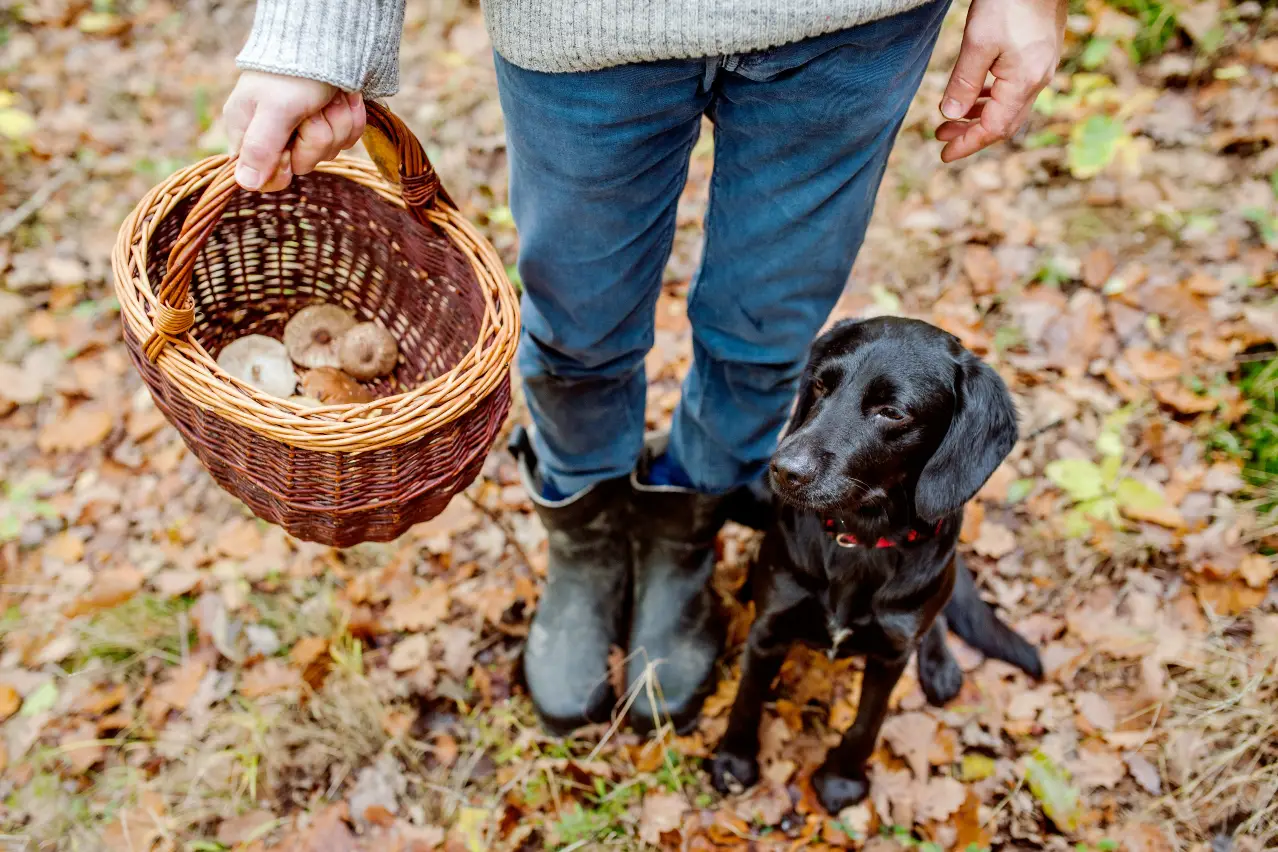 Read more about the article Paws & Pickings: Dog-Friendly Foraging Adventures