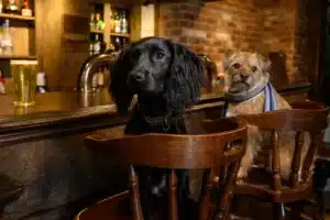 Read more about the article Ultimate guide to dog-friendly beach bars and pubs by the sea