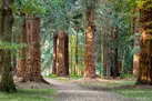 Find South East England Dog friendly cottages