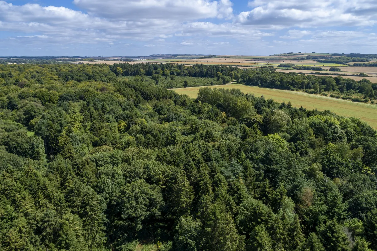 Beautiful woodland reaches far and wide